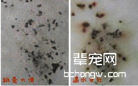 猫咪常见人畜共患传染病