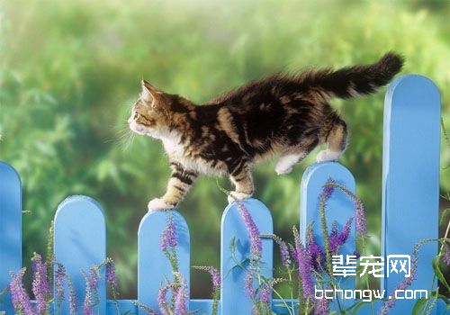 人从猫身上感染弓形虫的机会很低