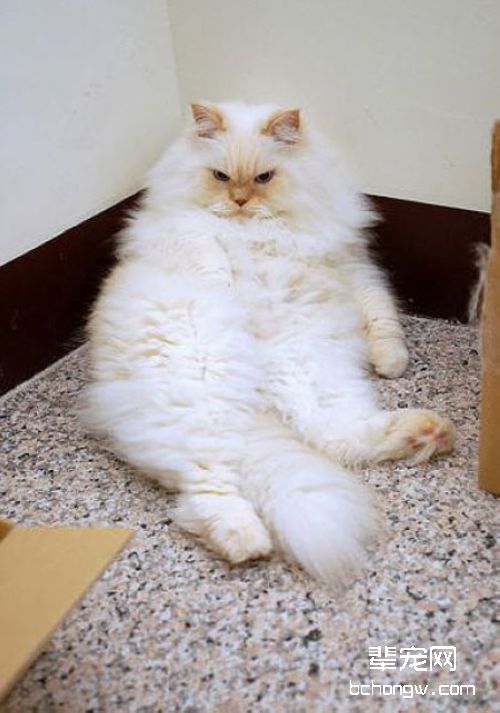初生小猫易出现哪些健康问题