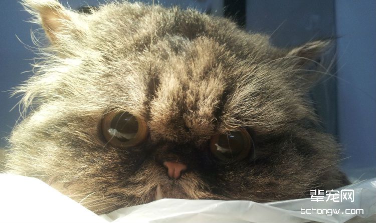 常见宠物猫直肠脱垂的诊治处理