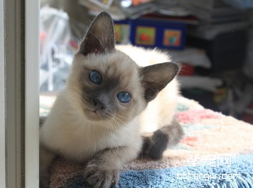 猫咪尿频该怎么处理