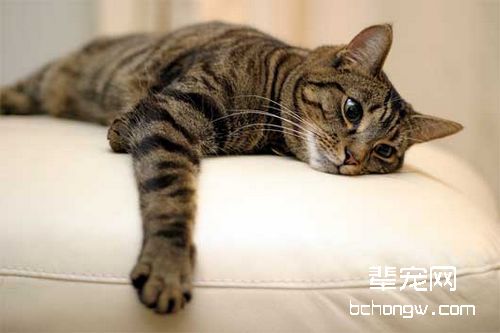 猫咪常见的一些小毛病