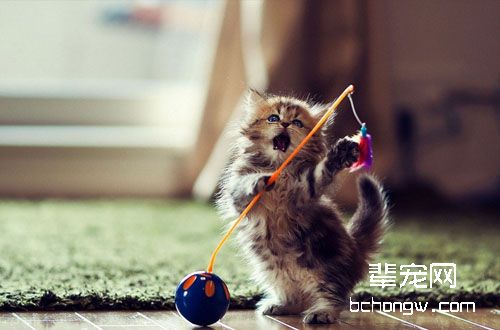 猫咪通过注射疫苗可以预防的传染病