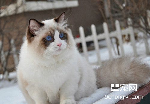 猫要到多大了才可以做绝育手术？