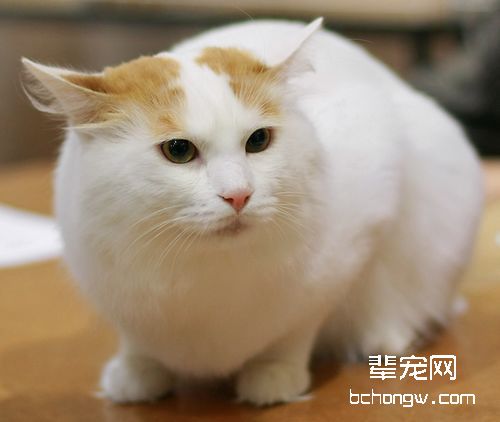 分析猫咪的呼吸系统特征