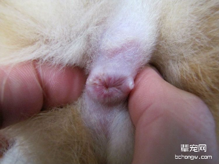 我的猫咪需要挤肛门腺吗