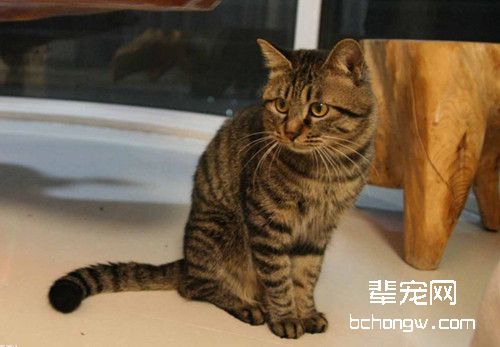 猫肚子里有虫怎么办