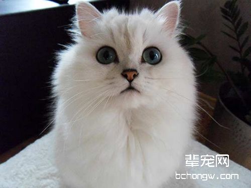猫咪眼睛受伤该怎么处理