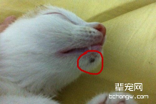 猫的下巴为什么总是脏脏的？