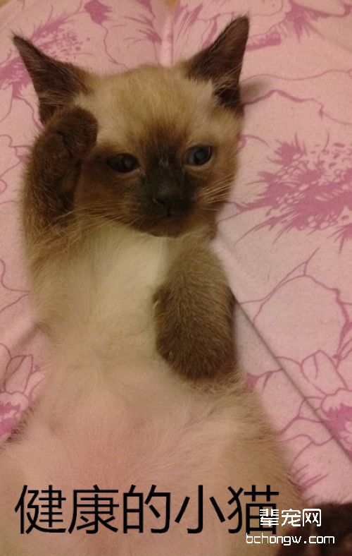 猫瘟热的诊断与防治