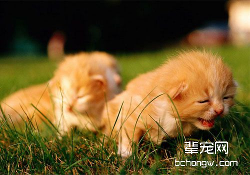 猫最危险的疾病之狂犬病
