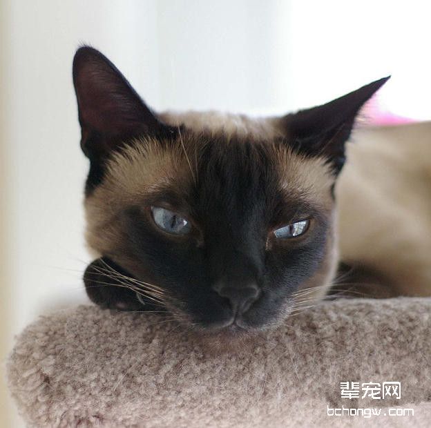猫咪黑下巴应该怎样处理