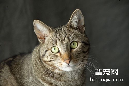 猫咪便秘的治疗及预防措施