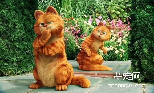 从《加菲猫》看猫咪不喜欢的食物