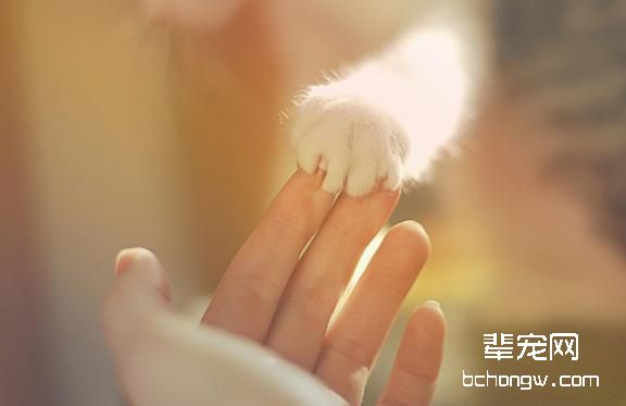 猫咪肉垫长了猫廯怎么办