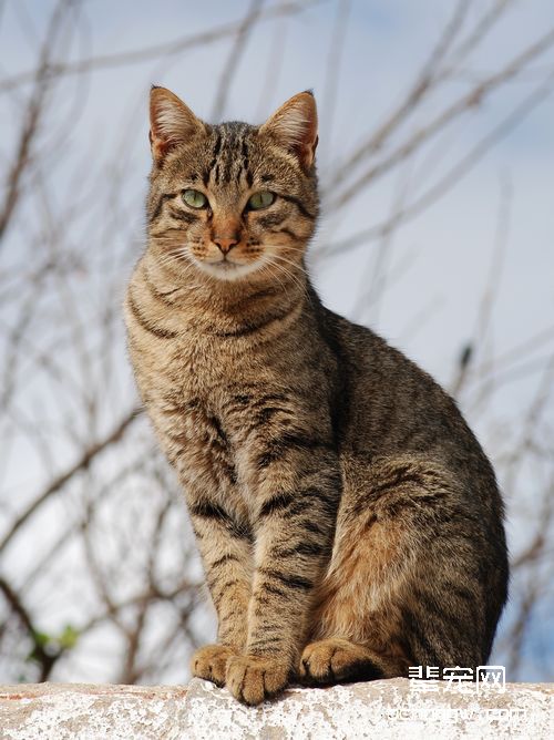 如何紧急救治昏迷的猫咪