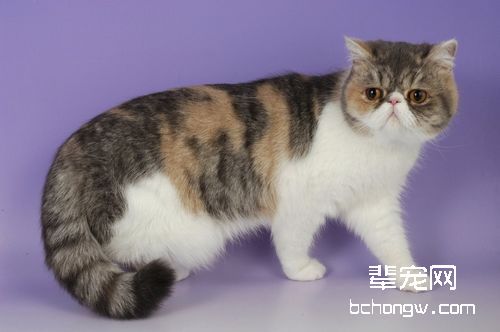 怎样照顾失明的猫咪