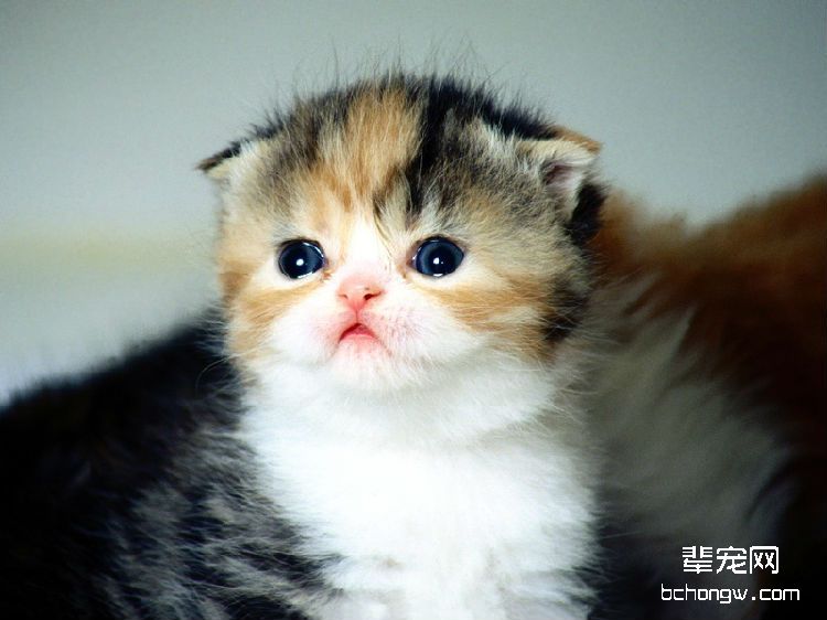 猫咪走路不稳是怎么回事