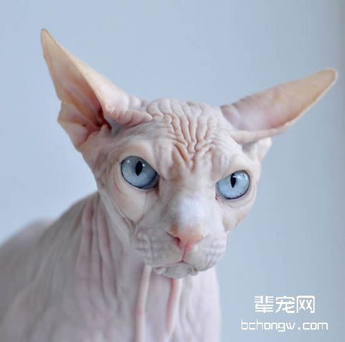 宠物猫做绝育手术后要注意什么