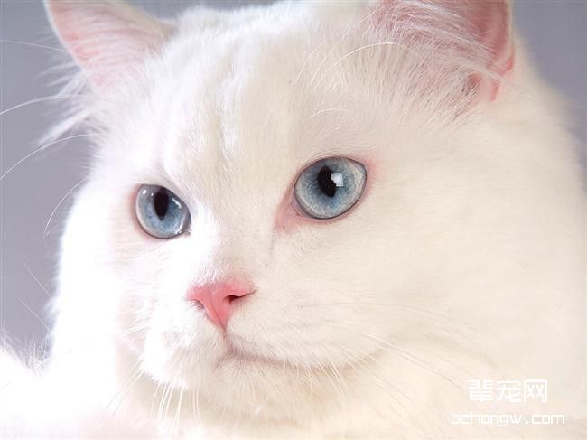 猫咪不慎尾巴断了怎么办