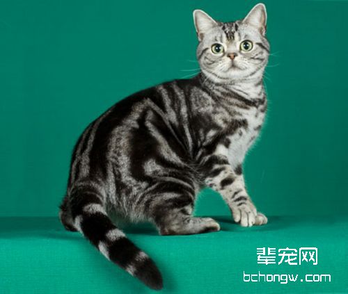 人们对猫咪绝育的常见认识误区