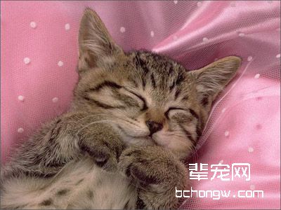猫廯的症状和治疗方法
