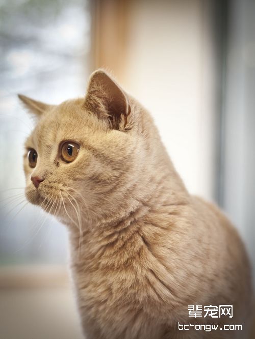 猫咪过敏是怎么回事