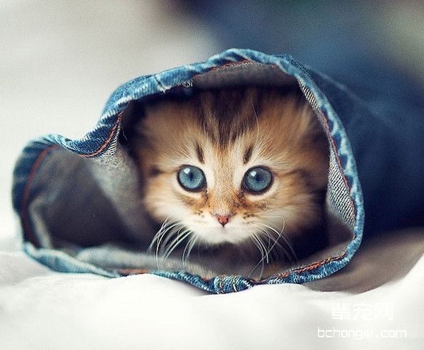 猫咪为什么会口臭