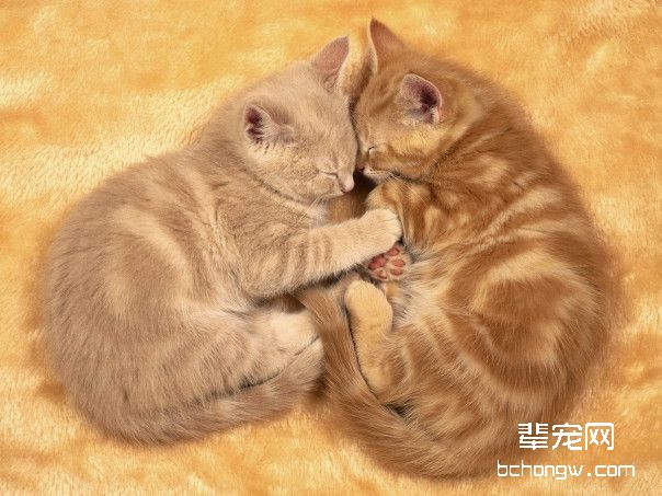猫咪口腔疾病二次感染要注意