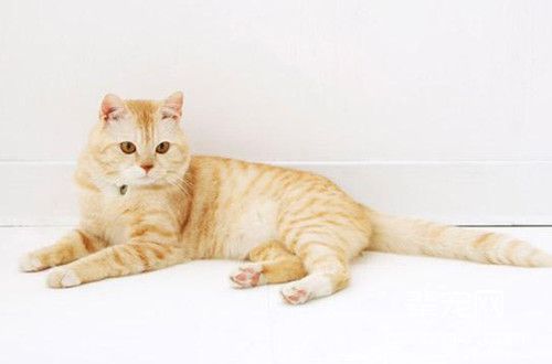 猫咪怀孕有什么特点