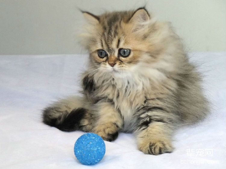 心理性脱毛猫咪是得了神经病吗