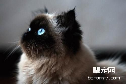 怎么帮助初次生产的猫咪