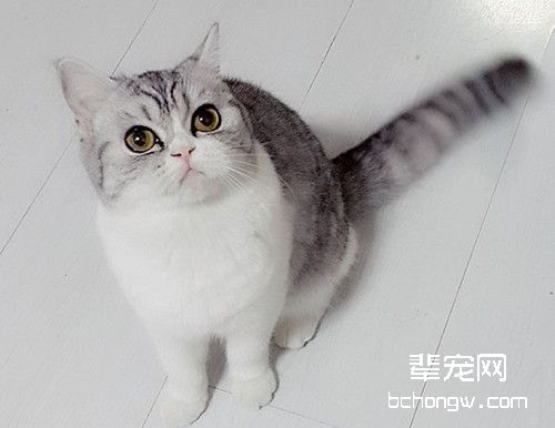 猫咪断奶后腹泻是怎么回事