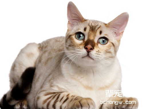 猫咪身上有黑点是怎么回事