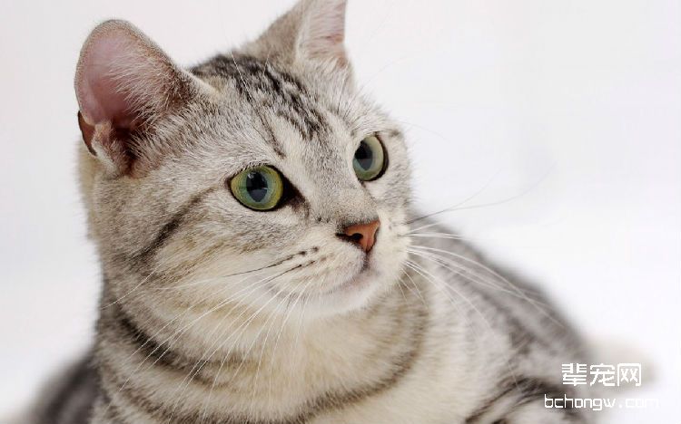 如何护理白血病猫咪
