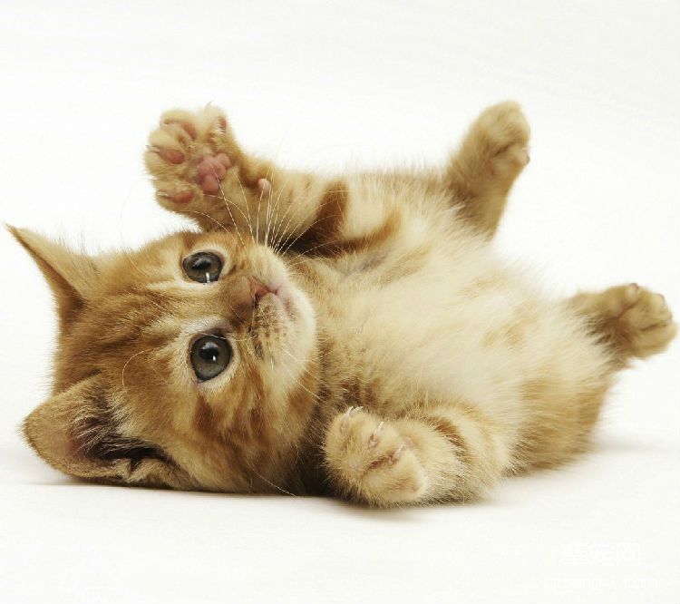 关于猫咪妊娠的小秘密