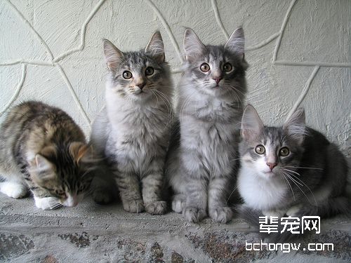 猫咪脊髓外伤的治疗方法