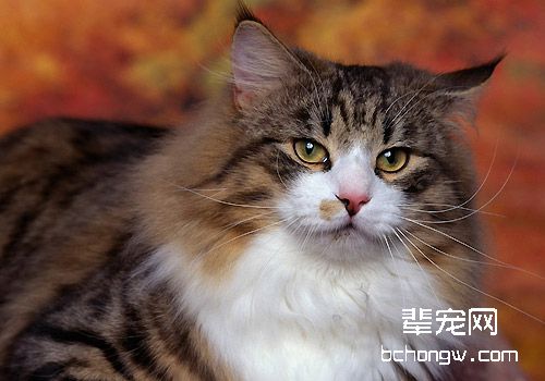 饲养猫咪常见难题及解决方法