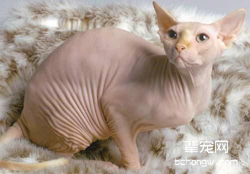 猫咪乳腺肿瘤该怎么防治