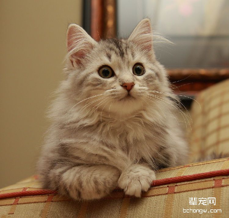导致猫咪呕吐的3种原因