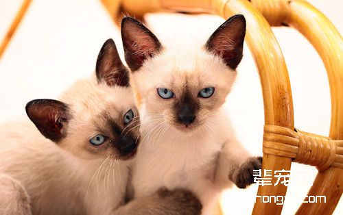 猫耳血肿的原因及治疗
