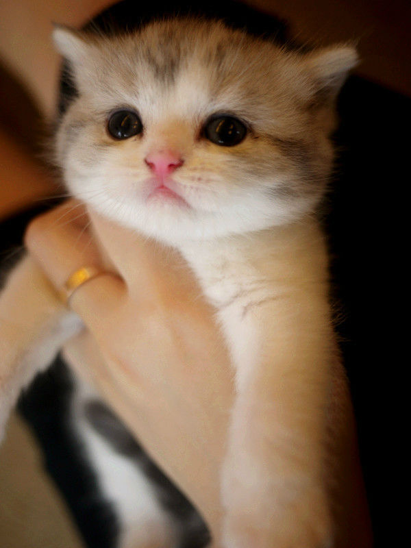 猫咪粉刺的治疗方法