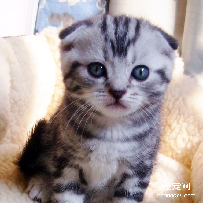 猫咪做绝育手术需要注意的事项