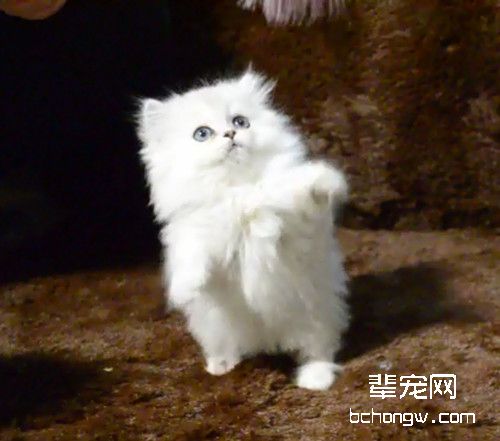 猫咪哪些疾病会传染给人