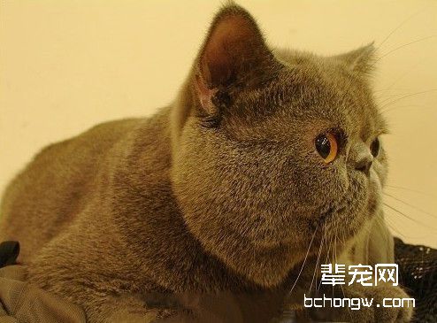 健康肥猫瘦身小秘诀