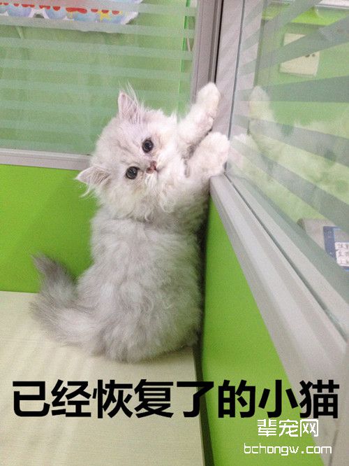 猫鼻支的护理和治疗