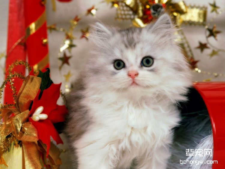 给猫咪祛粉刺的方法