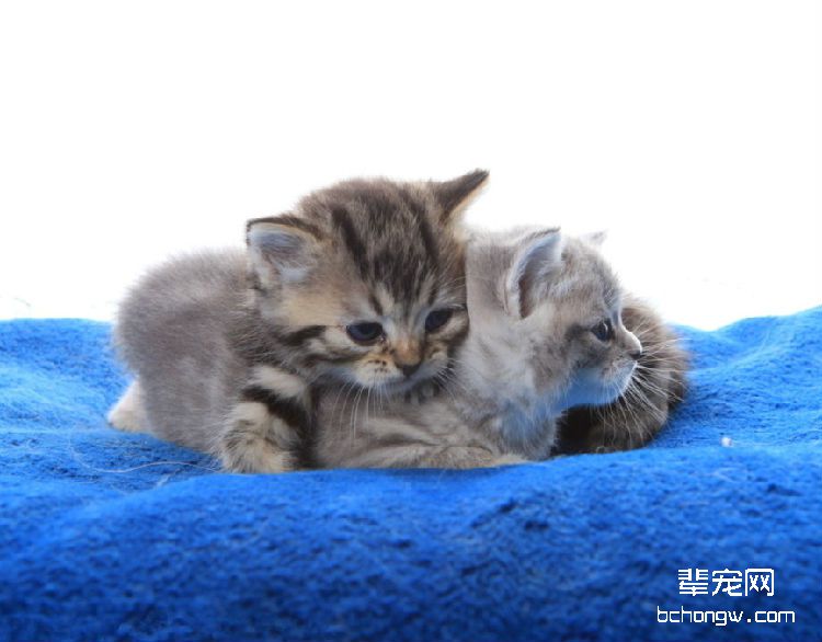 猫咪难产应该怎么办