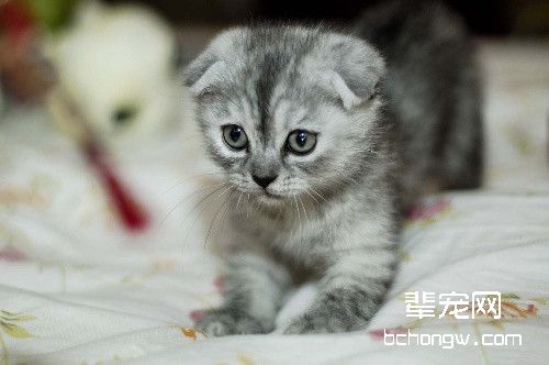 天生萌神 折耳猫的疾病介绍