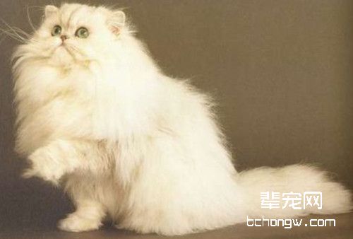 怎样让猫咪远离毛球症